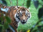melati-harimau-sumatra-betina.jpg