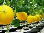 melon_20160917_172609.jpg