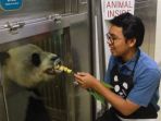 memberi-makan-panda_20170520_185815.jpg