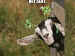 meme-kambing_20160912_120149.jpg