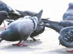 merpati_20170202_205255.jpg