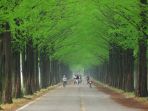 metasequoia-forestroad_20180426_092437.jpg