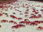 migrasi-kepiting-merah-di-pulau-christmas.jpg