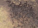 migrasi-kerbau-yang-tertangkap-kamera-google-earth_20180116_132930.jpg