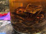 minuman-habu-sake.jpg