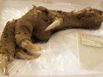 moa-claw_20161007_202315.jpg