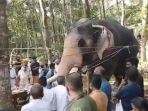 momen-mengharukan-seekor-gajah.jpg