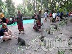monkey-forest-ubud-gianyar-bali.jpg