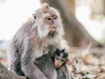 monkey-forest-ubud-img.jpg