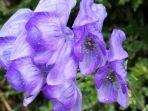 monkshood.jpg