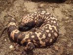 monster-gila_20180528_131440.jpg