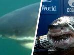 monster-shark-bernama-ironbound-diyakini-sebagai-hiu-terbesar-di-dunia.jpg