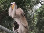 monyet-curi-minuman.jpg
