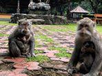 monyet-di-alas-kedaton-tabanan-bali.jpg