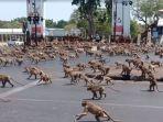 monyet-di-jalanan-thailand.jpg