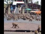 monyet-di-thailand.jpg