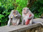 monyet-di-uluwatu_20170530_131624.jpg