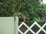 monyet-ekor-panjang_20180524_144619.jpg