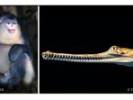 monyet-hidung-hitam-dan-gharial-india_20180509_112426.jpg