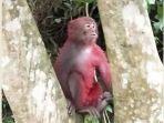 monyet-ini-disiram-cat-merah-oleh-orang-yang-belum-diketahui-identitasnya-di-taiwan.jpg