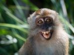 15 Hewan Paling Narsis yang Kerap Tebar Senyum Depan Kamera, Gaya Kanguru Siap Bikin Klepek-klepek