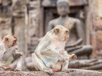 monyet-yang-berkeliaran-di-lopburi-thailand-1.jpg