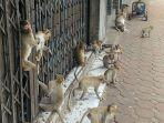 monyet-yang-berkeliaran-di-lopburi-thailand.jpg