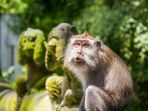 monyet_20170418_214230.jpg
