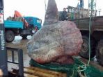 moonfish_20170915_115137.jpg