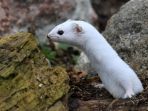 musang-putih_20180526_075847.jpg