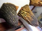 museum-of-bees_20170509_114648.jpg