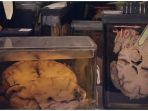 mutter-museum-1.jpg