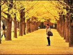 nami-island-korea-selatan.jpg
