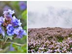 neelakurinji_20181016_083307.jpg