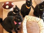 nekobiyaka-kafe-berisi-kucing-hitam-di-jepang.jpg