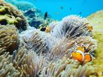 nemo-di-pahawang-besar_20161005_162812.jpg