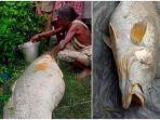 nenek-yang-temukan-ikan-berukuran-raksasa-di-sungai.jpg