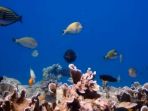 nias_20170531_155252.jpg