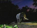 night-safari-di-singapura.jpg