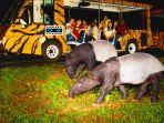 night-safari-singapore.jpg
