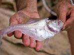 nurseryfish_20161111_200140.jpg
