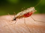 nyamuk-anopheles_20180122_075544.jpg