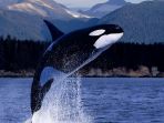2 Hari Usai Tunjukkan Tanda Gelisah, Paus Orca Berusia 30 Tahun Tewas di SeaWorld Orlando AS