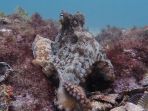 octlantis_20170922_205807.jpg