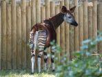 okapi.jpg