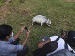 orang-orang-memotret-sapi-kerdil-bernama-rani.jpg