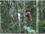 orang-terakhir-dari-amazon_20180720_172844.jpg