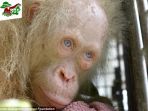 orang-utan-albino_20170501_213655.jpg