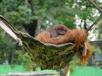 orang-utan-di-kebun-binatang-taman-satwa-taru-jurug-solo.jpg