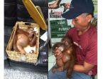 orang-utan-diamankan-aiport-security-screening-ngurah-rai-airport.jpg